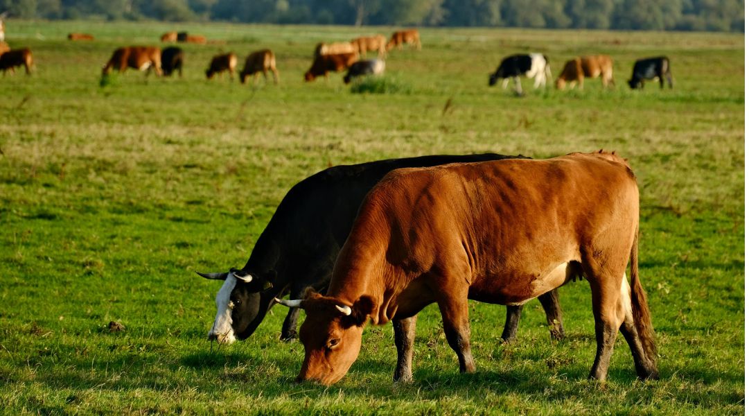 Chăn nuôi gia súc gia cầm quy mô nhỏ